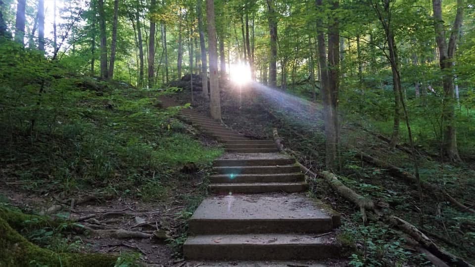 Stone steps climbing through a green forest toward a bright shaft of sunlight.